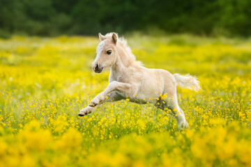 Little shetland pony foal running in the field with flowers - 733426382