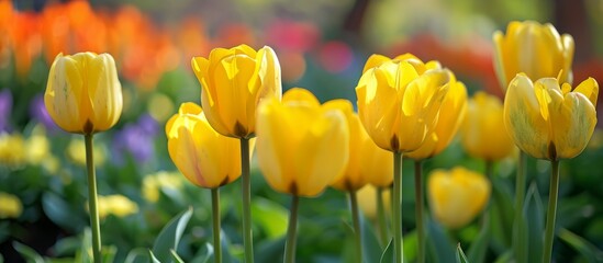 Obraz premium Vibrant Yellow Tulip Flowers: Bright, Colorful Blooms That Will Brighten Any Space