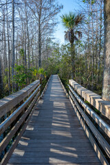Boardwalk over wetlands of Grassy Waters Preserve in West Palm Beach, Florida on clear sunny winter morning.