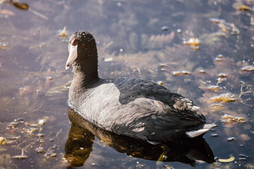 American coot swimming in the lake at Orlando Wetlands in Florida 