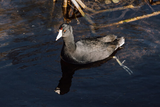 American coot swimming in the water at Orlando Wetlands in Florida