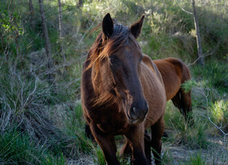 Untamed Equids Grazing: Horses, Steeds, and Equines. Caballo, Équido. Equus ferus caballus.