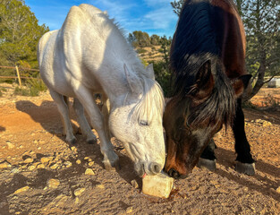 Two Horses Sharing a salt stone- Caballos - Equus ferus caballus
