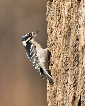 Female downy woodpecker in Dover, Tennessee