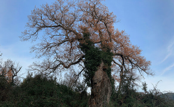 Autumn Leaves Adorn an Ancient Oak.Roble. Carballo. Quejigo. Cajiga. Quercus