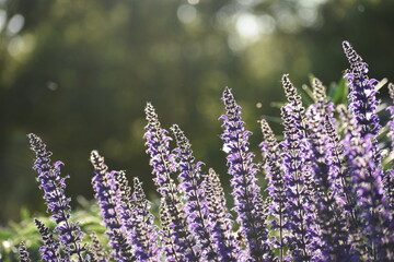 Purple Salvia
