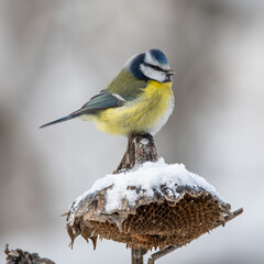 Blue titmouse in a sunflower field in winter in a snowstorm
