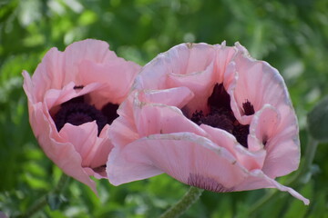 Pink Poppy