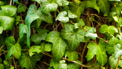 Maple leaves as a natural background.