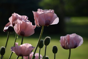 Pink Poppy