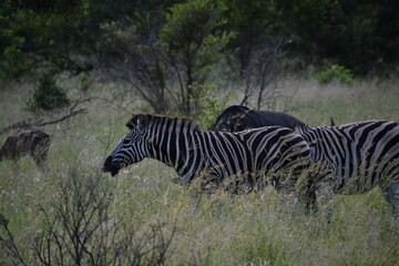 Fototapeta na wymiar Zebra in Kruger National Park | Safari | South Africa