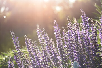 Purple Salvia