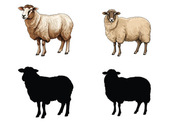 sheep vector illustration isolated on white background. 
