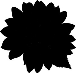 sunflower vector illustration isolated on transparent background. 
