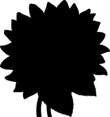 sunflower vector illustration isolated on transparent background. 
