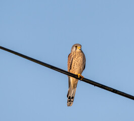 faucon, oiseau de proie, rapace en hiver, se réchauffant au soleil du petit matin