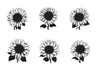 sunflower vector illustration isolated on white background. 
