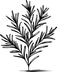 Rosemary herb vector doodle illustration.