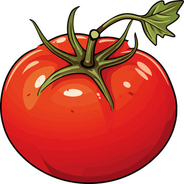 tomato vector illustration isolated on transparent background. 

