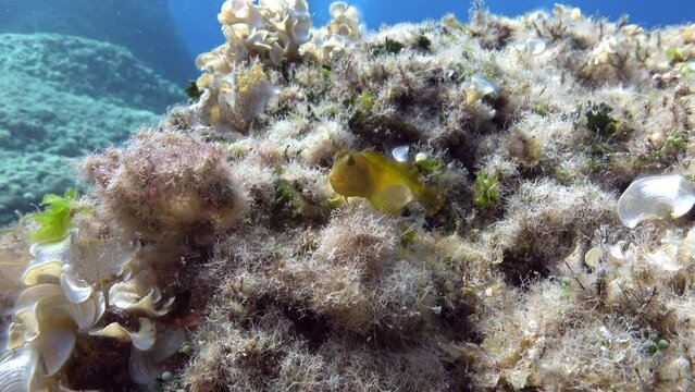 Little marine life  Yellow blenny fish close to the camera