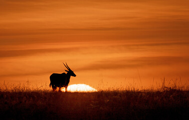 Eland Antelope and Setting Sun