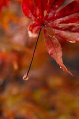 水滴のついた紅葉