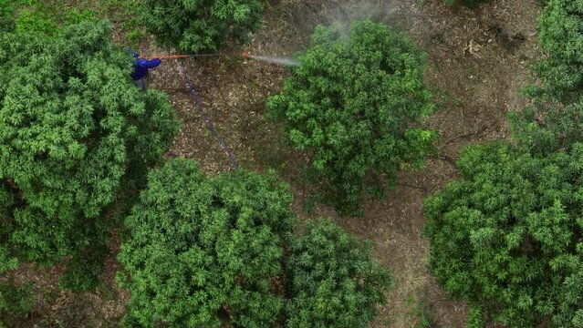 Wax apple grow on tree