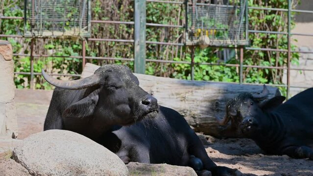 Berlin, Germany, 10 August 2023. Footage at the zoo: close-up of a buffalo chewing while lying down in its enclosure.