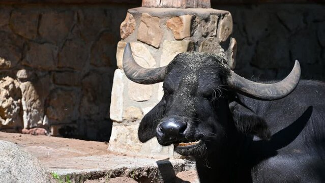 Berlin, Germany, 10 August 2023. Footage at the zoo: close-up of a buffalo chewing while lying down in its enclosure.