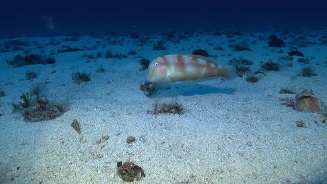 Deel underwater - Pearly razor fish at the seabed