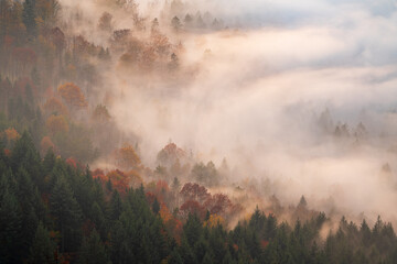 Fog drifts through the autumn-coloured trees in the Black Forest during an inversion