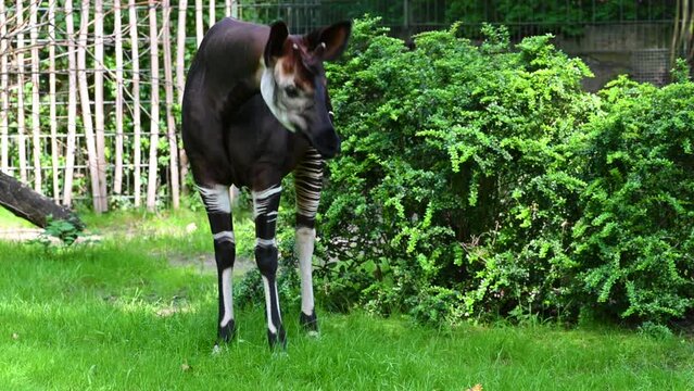 Berlin, Germany, August 10, 2023. Footage at the zoo: the Okapi or forest giraffe. The body, with the exception of the neck, resembles that of the giraffe. The black and white streaks of the zebra. 