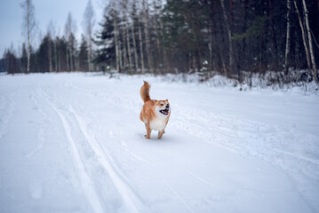 A red Shiba inu dog  is running in snowy forest at winter
