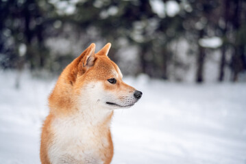 Head portrait of red Shiba inu dog in the snowy forest