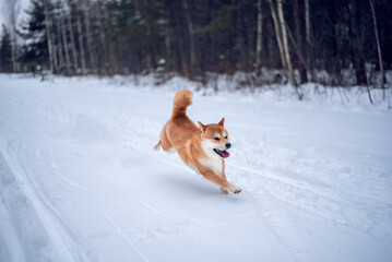 A red Shiba inu dog  is running in snowy forest at winter