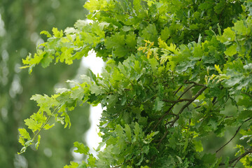Fototapeta na wymiar green oak branches in beautiful light sway in wind, young green leaves oak, Quercus robur in spring garden, summer park, peaceful natural background, blur organic plant leaves shallow depth field