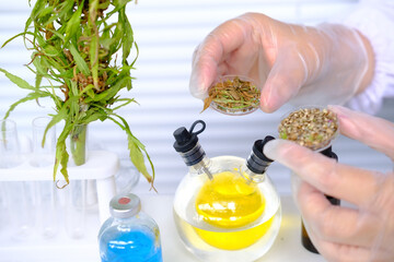 medical marijuana laboratory scientific research, green cannabis plants, extract production...