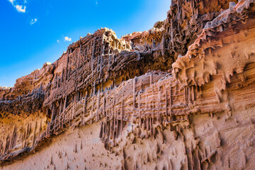 Closely spaced Skolithos trace fossils in Tumblagooda Sandstone, Kalbarri, Western Australia. These vertical cylindrical burrows were produced by organisms in a shallow marine environment.
