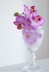 purple orchid in glass  on background white wall