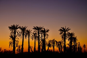 Naklejka premium trees at sunrise - silhouette