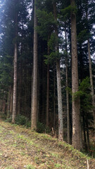 coniferous forest, tree roots appear from the ground