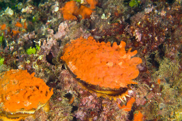 European thorny oyster (Spondylus gaederopus) coveded by oyster sponge or orange-red encrusting sponge (Crambe crambe) undersea. Alghero, Capo Caccia, Sardinia. Italy  © antasfoto