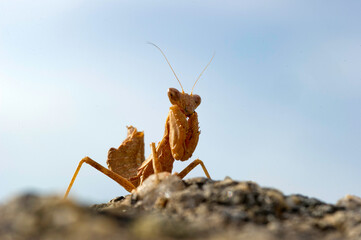 praying mantis on the ground Ameles spallanzania, common name European dwarf mantis