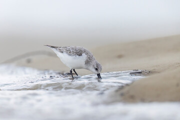 Sanderling (Calidris alba) small wading bird on the Adriatic Sea coast in winter.