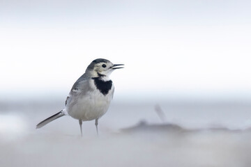 Fototapeta na wymiar The white wagtail (Motacilla alba) small passerine bird on the beach.