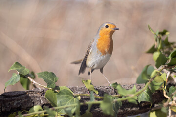 Typical European bird, European robin, Erithacus rubecula.
