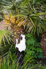 Boston Terrier dog trying to climb and reach up a small palm tree - 733441510