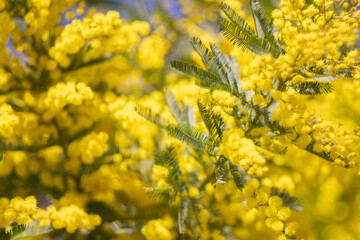 Mimosas flower bloom. Womens Day