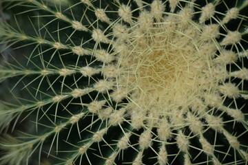 cactus texture, cactus needles close-up, cactus lines close-up, macro succulent needles close-up, green texutra succulent