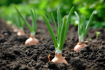 Thriving in the rich soil, the leafy green tops of onion plants signal the promise of a bountiful harvest, their bulbs buried deep within the earth, patiently waiting to be unearthed as a humble yet  - obrazy, fototapety, plakaty